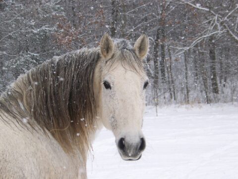 horse on icy day