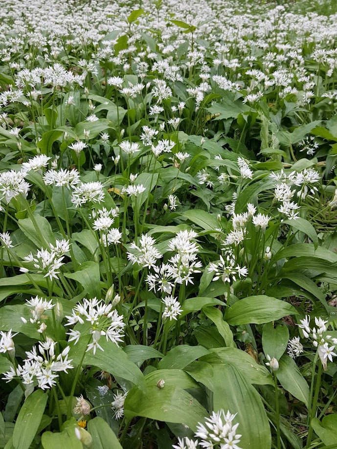 how-to-identify-wild-garlic Bex's wild garlic and lemon butter recipe