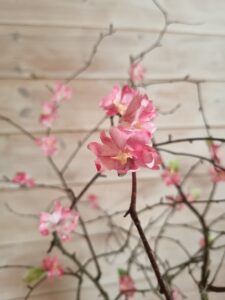 20220831_164038_resized-225x300 Let's make a DIY upcycled cherry blossom tree for Spring!