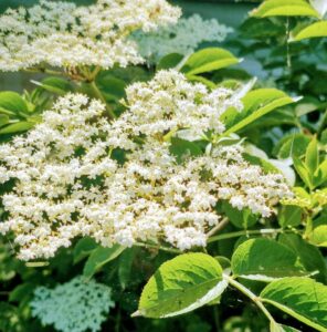 foraged-elderflower-recipes-296x300 Bex's easy-peasy lemon squeezy lemon and elderflower cordial curd