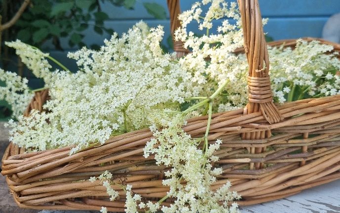 foraging-basket-elderflowers Bex's lemon and elderflower cordial iced muffins recipe