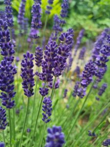 how-to-harvest-english-lavender-225x300 How to make a lavender heart door wreath