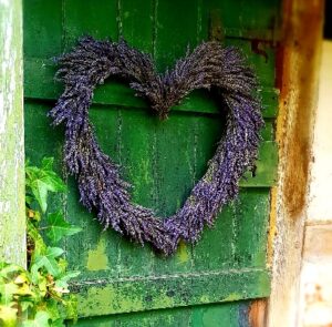 large-lavender-heart-wreath-diy-300x295 How to make a lavender heart door wreath