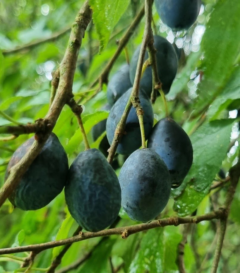 how-to-make-spiced-damson-vodka-liqueur Foraged damson spiced vodka liqueur